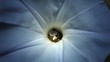 Easter Flowers Macro Shot