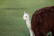 Vigogne (vicugna vicugna)