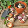 bulbes jacinthe et tulipe