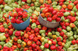 petits poivrons cultivars