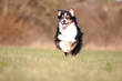 Australian Shepherd
