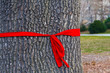 Rote Schleife am Baum
