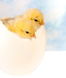 Twin chicks in big egg
