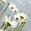 Margeriten, Leucanthemum vulgare, Leichtigkeit