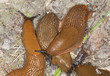 spanish slug, arion vulgaris feeding on earthworms spanish slug, arion vulgaris feeding on earthworms