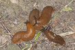 spanish slug, arion vulgaris feeding on earthworms spanish slug, arion vulgaris feeding on earthworms