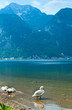 Alpine summer lake view