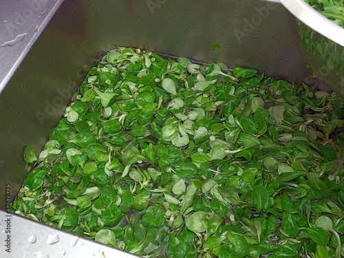Foto: washing leafy vegetables washing leafy vegetables