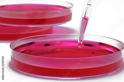 Photo: bakterologie bakterologie