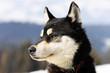 head of husky dog