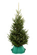 Undecorated Christmas Tree in Tree Stand Over White Undecorated Christmas Tree in Tree Stand Over White