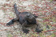 Iguane