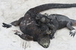 iguanes