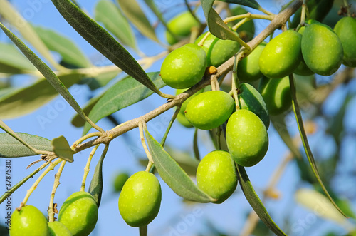 Foto: Olive 40 Olive 40