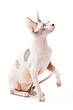 Canadian sphinx cat chocolate harlequin with blue eyes