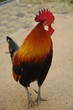 Chicken Chicken