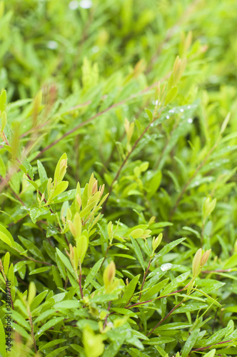 Photo: foliage foliage