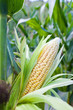 Photo: Corn field at mountain Corn field at mountain