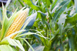 Corn field at mountain