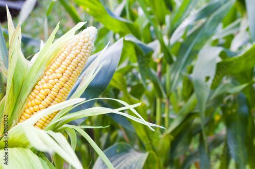 Photo: Corn field at mountain Corn field at mountain