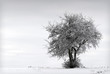 winter landscape