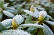 Rhododendron leafs and buds covered with rime frost