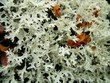 Flora within polar environment