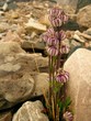 Flora within polar environment