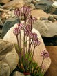 Flora within polar environment
