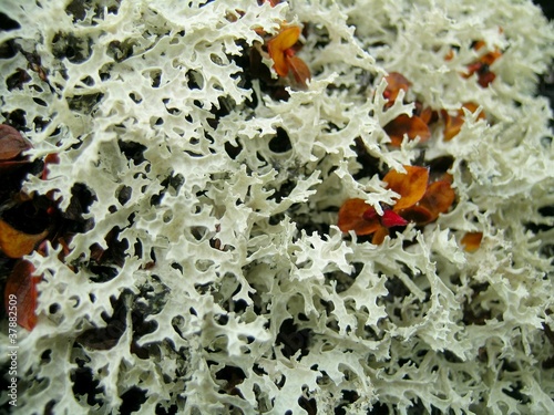 Polar Flora
