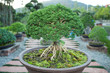 Bonzai plant Bonzai plant