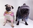 Mops dressed for winter walk