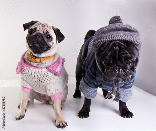 Photo: Mops dressed for winter walk Mops dressed for winter walk