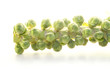 Brussel Sprouts on the stem