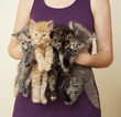 Woman Holding 4 Kittens