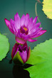 Details of water Lily with flower Details of water Lily with flower