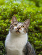 見上げる猫