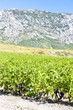 vineyars near Saint-Paul-de-Fenouillet, Languedoc-Roussillon, FR