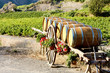vineyard with barrels, Villeneuve-les-Corbieres, Languedoc-Rouss