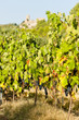 castle in Durban-Corbiere with vineyards, Languedoc-Roussillon,
