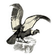 Condor