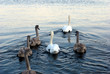 Family of Swans Family of Swans