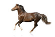 horse isolated
