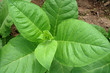 Cuban tobacco plants