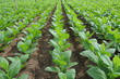 Tobacco cultivation