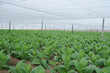 Robaina tobacco farm