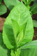 Tobacco plants