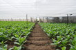 Tobacco planting site