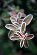 Rimy red leaves