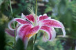 Lily
